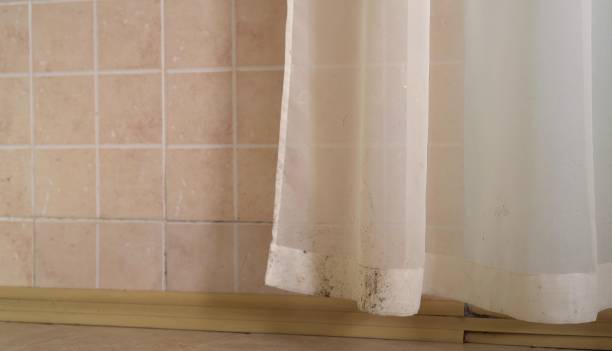 Best Basement Mold Removal  in Emmetsburg, IA