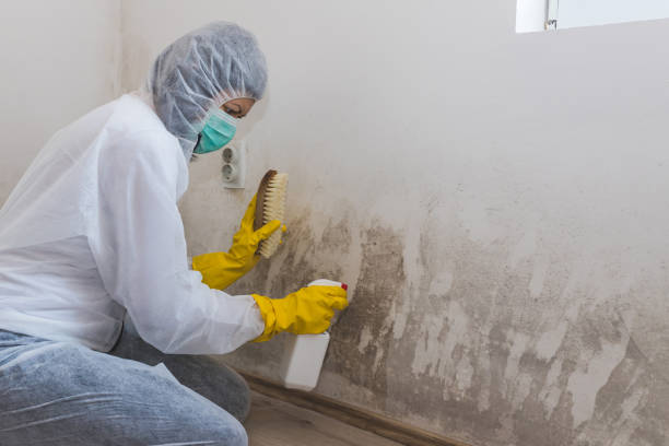 Best Comprehensive Air Testing for Mold Contaminants  in Emmetsburg, IA