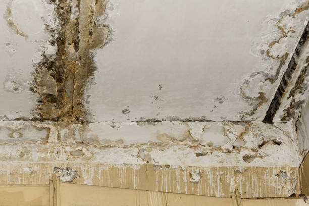 Best Water Damage & Mold Remediation  in Emmetsburg, IA
