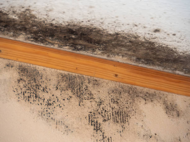 Best Mold Prevention Services  in Emmetsburg, IA