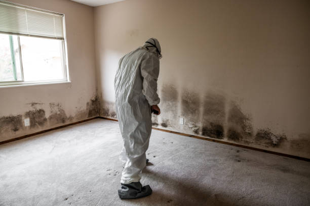 Best Mold Removal for HVAC Installations  in Emmetsburg, IA