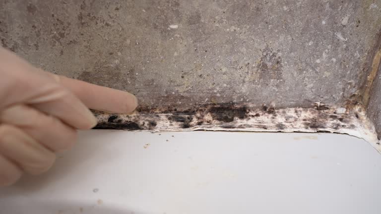 Mold Documentation for Insurance Claims in Emmetsburg, IA