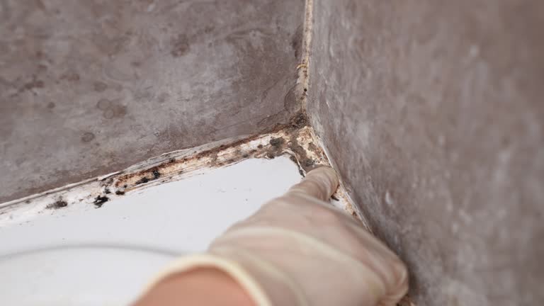 Best Mold-Related Health Consultation  in Emmetsburg, IA