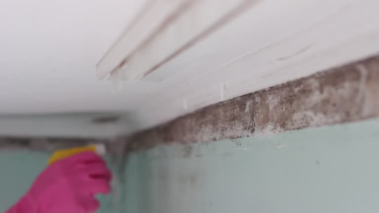 Best Airborne Mold Testing  in Emmetsburg, IA
