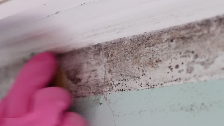 Best Mold Remediation for Healthcare Facilities  in Emmetsburg, IA